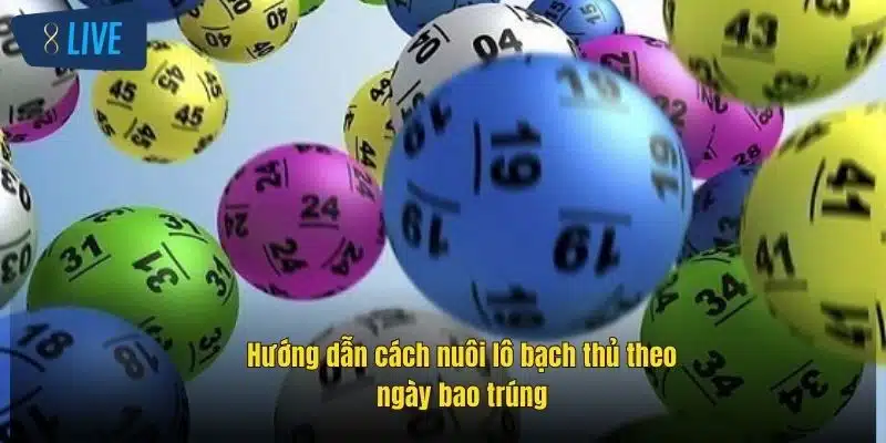 Bạch Thủ Lô Là Gì? Share Cách Chơi Hiệu Quả Tại 8Live 4 huong-dan-cach-nuoi-lo-bach-thu-theo-ngay-bao-trung